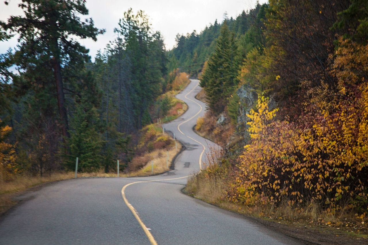 A winding road in the countryside. On either side a forest of trees grows, some evergreen and others beginning to turn yellow for the fall.